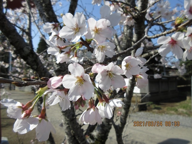 IMG_0959.jpg