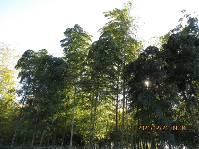 IMG_2669.jpg