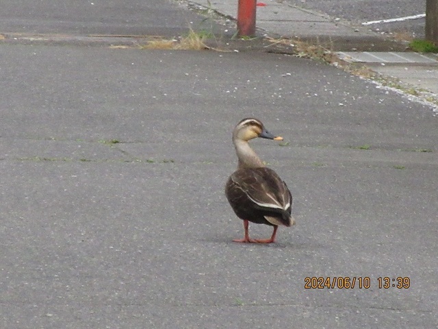 IMG_9687.jpg
